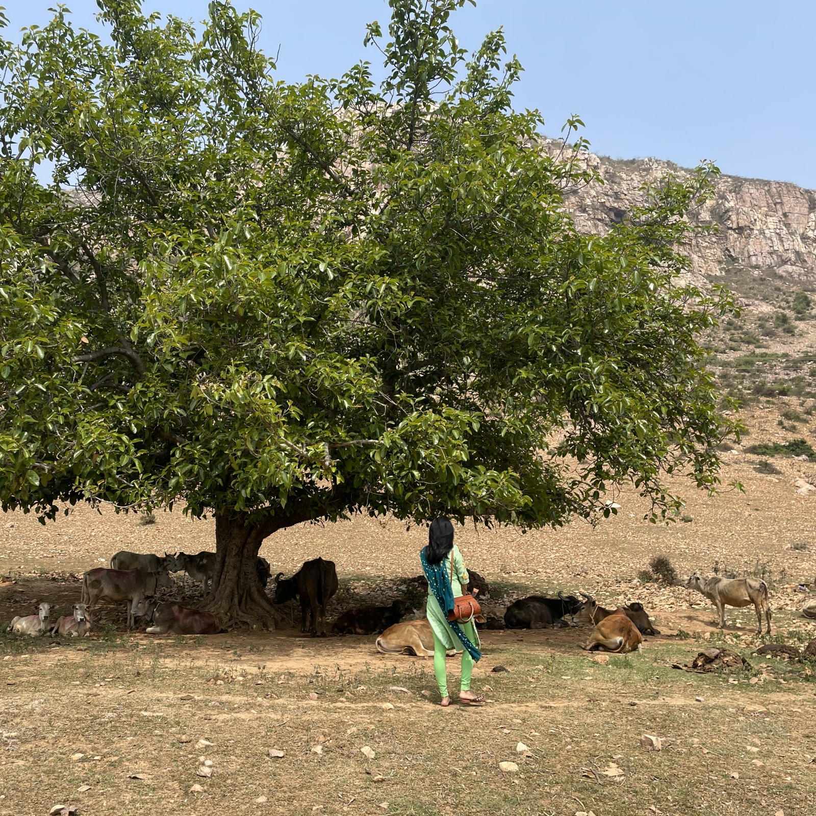 Cullavagga cover art